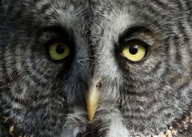 Great gray owl close up