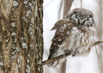 Boreal owl  and prey