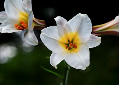 Lily White Flowers