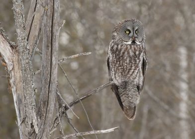 Owl in the night