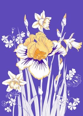 Bouquet of irises and daff