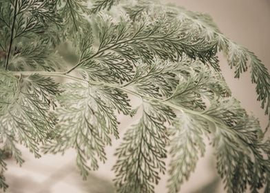 decorative foliage