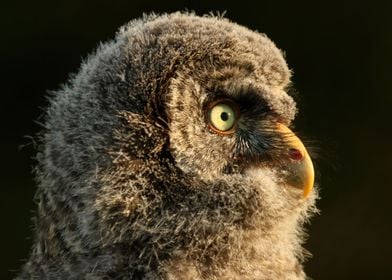 Side profile owlet