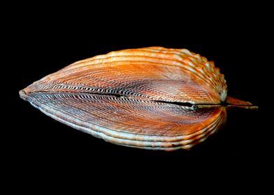 Cockle Seashell