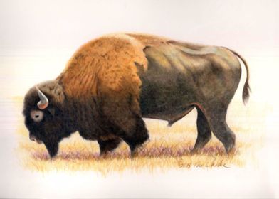 Big Buffalo Bull