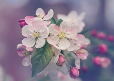 Botanical Cherry Blossom