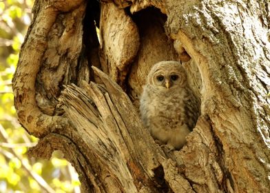 Baby owl in his nest