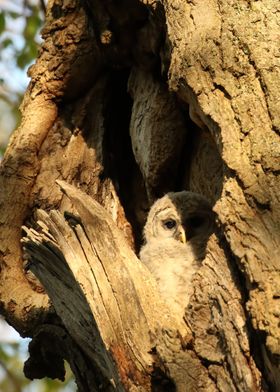 Barred Owlet