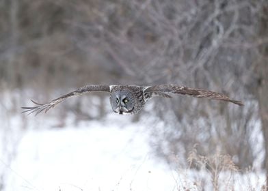 Great gray owl in flight