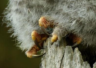 Owls talons