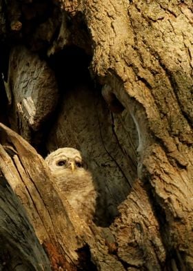 Baby barred owlet