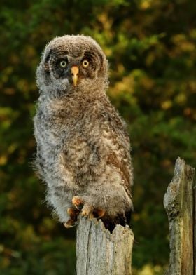 Great gray owlet