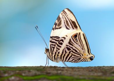 Zebra Mosaic Butterfly