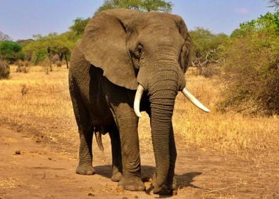 The Magnificent Elephant