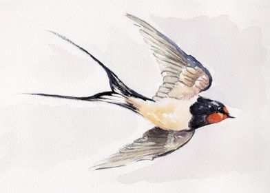 Swallow