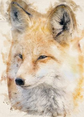 Red Fox