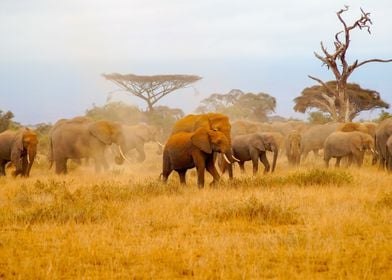 Elephants in Amboseli