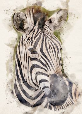 Zebra