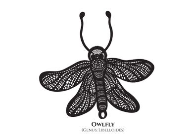 Owlfly with Latin Name