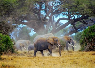 Elephants in Amboseli