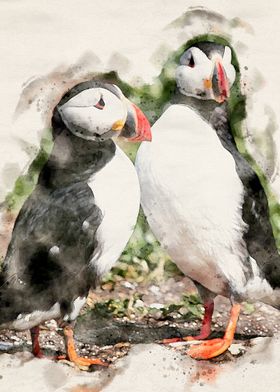 Atlantic Puffins