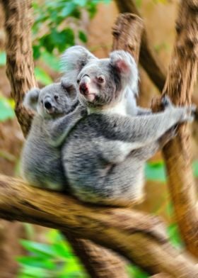 Mamma koala and baby