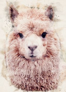 Alpaca