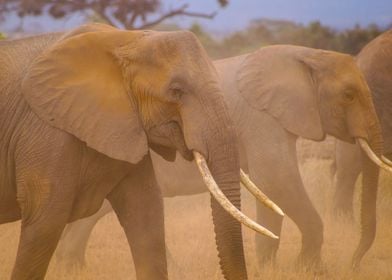 Elephants in Amboseli