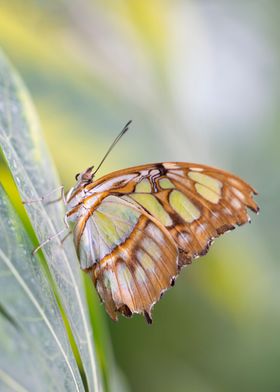 Malachite Butterfly