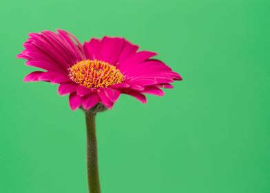 Gerbera