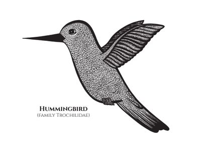 Hummingbird with Names