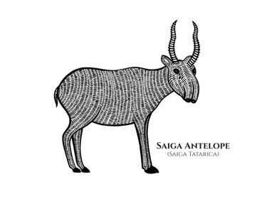 Saiga Antelope with Names
