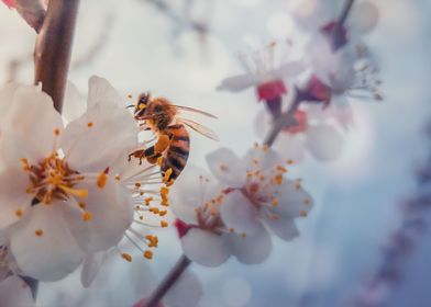 honeybee on apricot flower