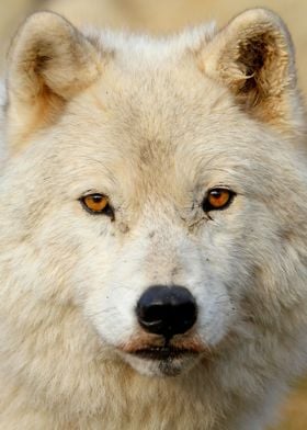 Arctic Wolf Close Up