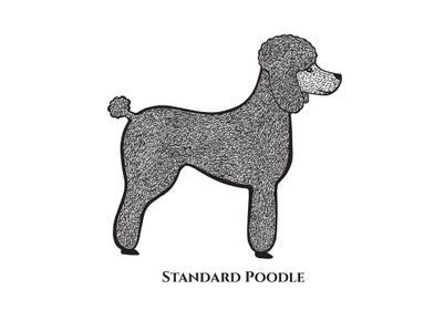 Standard Poodle with Name