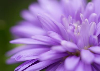 New York Aster