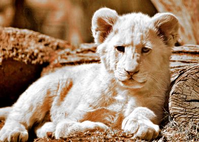 Lion cub