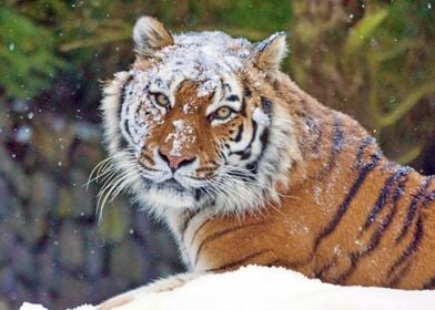 Tiger in snow