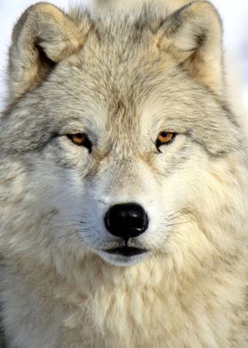 Timber wolf intensity 