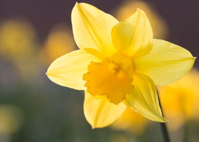 Narcissus