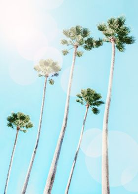 Summer Palms