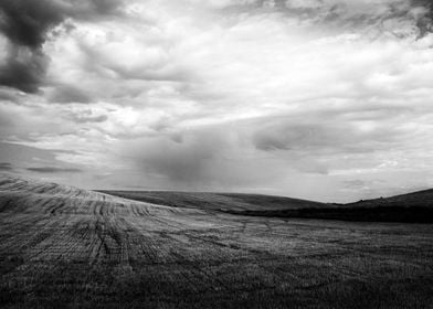 Harvested wheat field