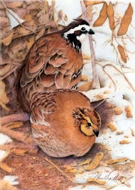 Bobwhite Quail