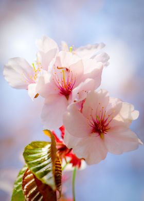 Lovely Sakura Flowers