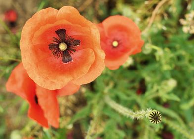 Flowers Red poppies