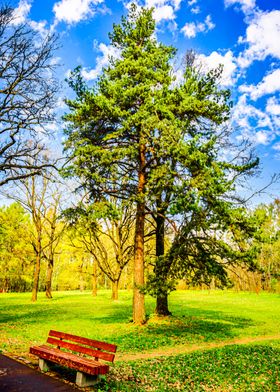 Garden Bench And Pine Tree