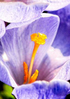 Blue Crocus Flower Macro