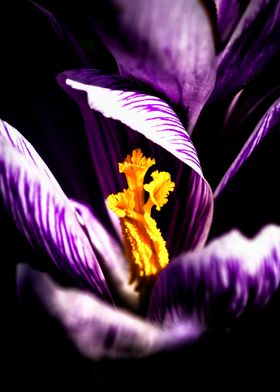 Charming Crocus Flower