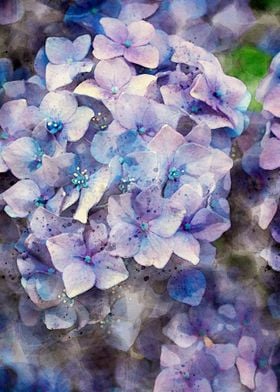 Hydrangea