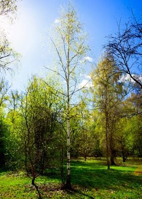 Sunny Morning In The Park